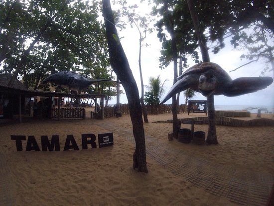 TAMAR Marine Turtle Praia do Forte Project